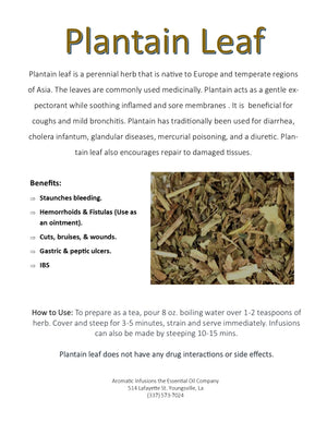 Plantain Leaf C/S OR