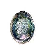 Green 5-6" Abalone Shell