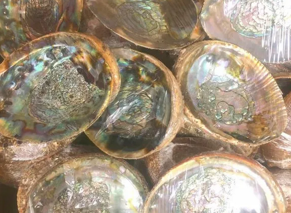 Abalone Shell Large 5"- 6"