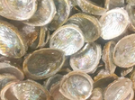Abalone Shell Small 3"- 4"